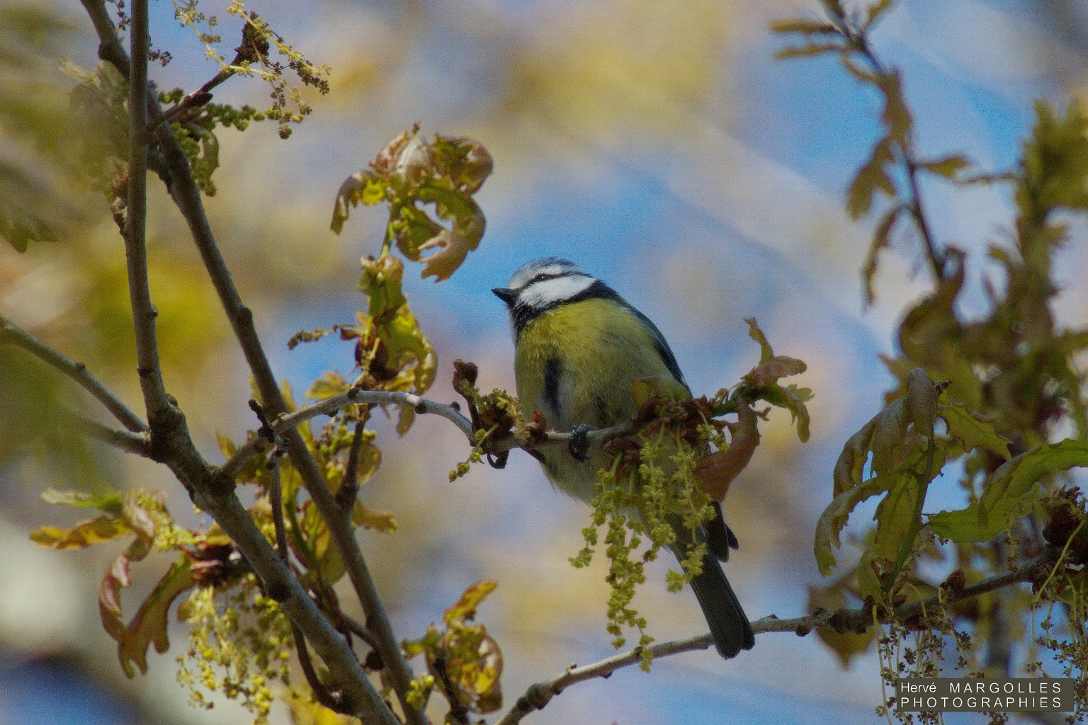 Mesange bleue-02.jpg